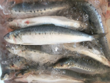 DSCF6763.jpg