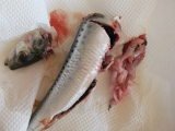 DSCF6775.jpg